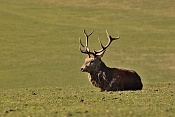 Jelen evropský (Cervus elaphus).Nové Hrady