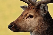 Jelen evropský (Cervus elaphus).Nové Hrady