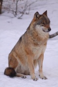 Vlk obecný eurasijský (Canis lupus lupus) – Tierpark Beyerischer Wald (D)
