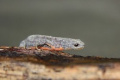 Čolek horský (Mesotriton alpestris) - ♀. Těšenov