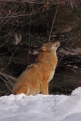 Vlk obecný eurasijský (Canis lupus lupus) – Tierpark Beyerischer Wald (D)