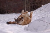 Vlk obecný eurasijský (Canis lupus lupus) – Tierpark Beyerischer Wald (D)