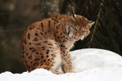 Rys ostrovid (Lynx lynx) – Tierpark Beyerischer Wald (D)