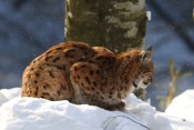 Rys ostrovid (Lynx lynx) – Tierpark Beyerischer Wald (D)