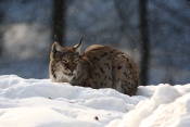 Rys ostrovid (Lynx lynx) – Tierpark Beyerischer Wald (D)