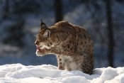 Rys ostrovid (Lynx lynx) – Tierpark Beyerischer Wald (D)