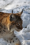 Rys ostrovid (Lynx lynx) – Tierpark Beyerischer Wald (D)