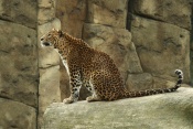Levhart skvrnitý (Panthera pardus). ZOO Brno