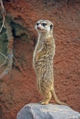 Surikata (Suricata suricatta). ZOO Brno