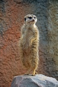 Surikata (Suricata suricatta). ZOO Brno