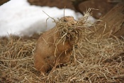 Psoun prériový (Cynomys ludovicianus). ZOO Brno