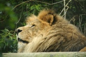 Lev pustinný (Panthera leo). ZOO Liberec