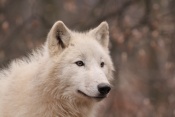 Vlk arktický (Canis lupus arctos). ZOO Brno