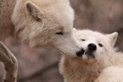 Vlk arktický (Canis lupus arctos). ZOO Brno