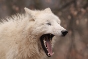 Vlk arktický (Canis lupus arctos). ZOO Brno