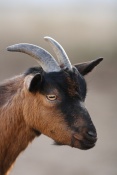 Koza domácí - holandská zakrslá (Capra hircus hircus - pygmy Holland). ZOO Chleby