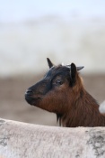Koza domácí - holandská zakrslá (Capra hircus hircus - pygmy Holland). ZOO Chleby