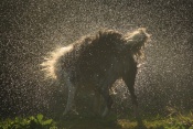 Pes domácí (Canis familiaris) – border kolie – rybník Srpek, Kuřim