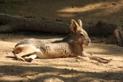 Mara stepní (Delichotis patagonum). ZOO Brno