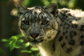 Levhart sněžný – Irbis horský (Uncia uncia). ZOO Jihlava
