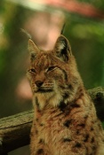 Rys ostrovid (Lynx lynx). ZOO Jihlava