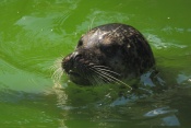 Tuleň obecný (Phoca vitulina). ZOO Jihlava