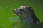 Tuleň obecný (Phoca vitulina). ZOO Jihlava