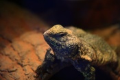 Trnorep africký (Uromastyx acanthinura). ZOO Jihlava