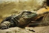 Leguán kubánský (Cyclura nubila). ZOO Jihlava