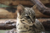 Kočka slaništní (Leopardus geoffroyi). ZOO Jihlava