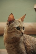 Kočka arabská (Felis silvestris gordoni). ZOO Jihlava 