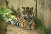 Tygr sumaterský (Panthera tigris sumatrae). ZOO Jihlava