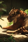 Tygr sumaterský (Panthera tigris sumatrae). ZOO Jihlava