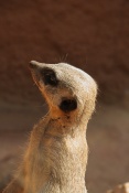 Surikata (Suricata suricatta). ZOO Brno