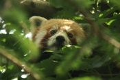 Panda červená (Ailurus fulgens). ZOO Jihlava