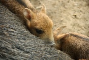 Pekari bělobradý (Tayassu pecari). ZOO Brno