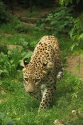 Levhart perský (Panthera pardus saxicolor). ZOO Jihlava