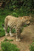 Levhart perský (Panthera pardus saxicolor). ZOO Jihlava