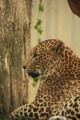 Levhart cejlonský (Panthera pardus kotiya). ZOO Jihlava