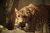 Levhart cejlonský (Panthera pardus kotiya). ZOO Jihlava