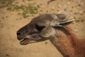 Lama guanako (Lama guanicoe). ZOO Jihlava