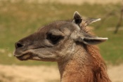 Lama guanako (Lama guanicoe). ZOO Jihlava