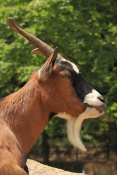 Koza kamerunská (Capra hircus). ZOO Jihlava