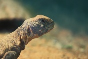 Trnorep africký (Uromastyx acanthinura). ZOO Jihlava