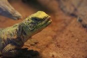 Trnorep africký (Uromastyx acanthinura). ZOO Jihlava
