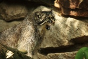 Manul (Otocolobus manul). ZOO Jihlava