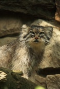 Manul (Otocolobus manul). ZOO Jihlava