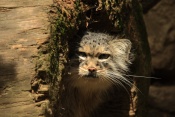 Manul (Otocolobus manul). ZOO Jihlava
