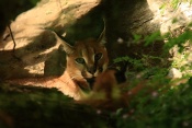 Karakal (Caracal caracal). ZOO Jihlava