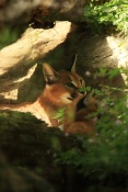Karakal (Caracal caracal). ZOO Jihlava
